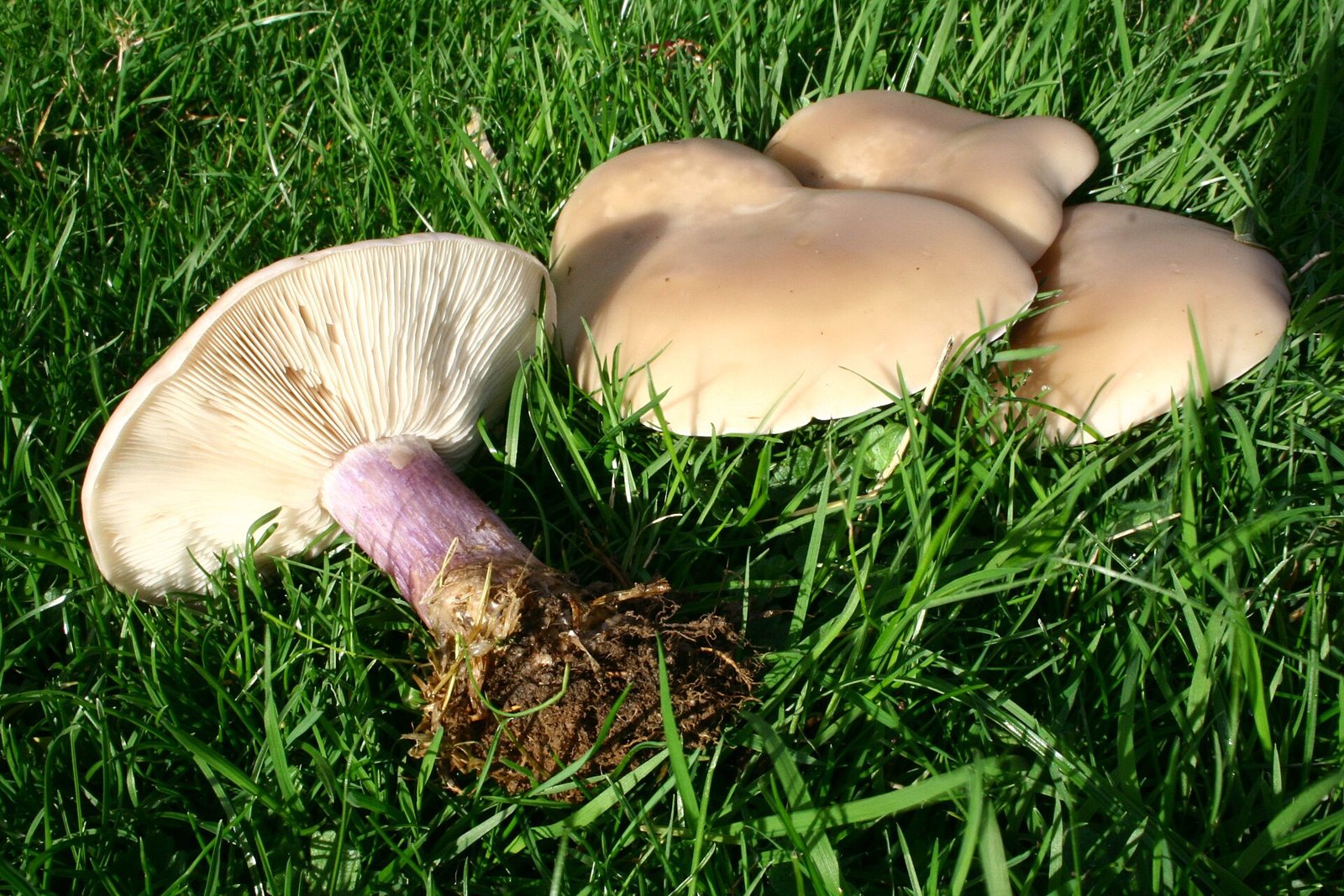 Artfoto von Lilastiel-Rötelritterling aus dem Pilzkatalog