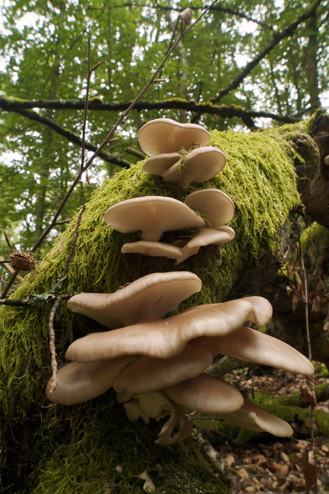 Artfoto von Lungenseitling aus dem Pilzkatalog