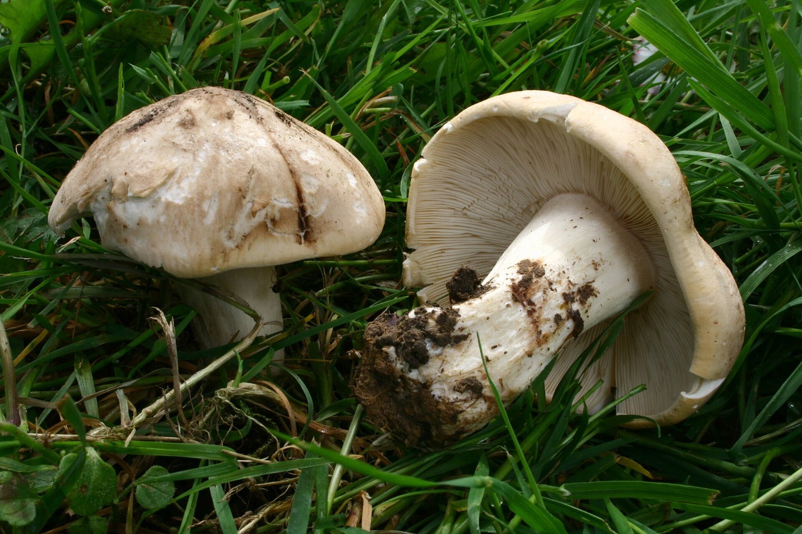 Artfoto von Mairitterling aus dem Pilzkatalog