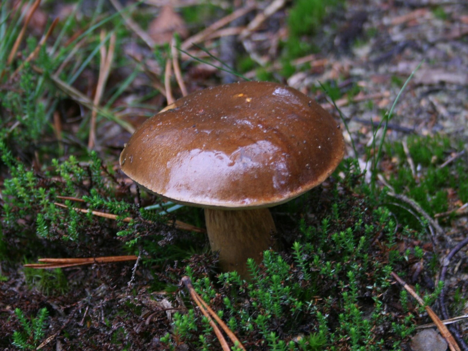 Artfoto von Maronenröhrling aus dem Pilzkatalog