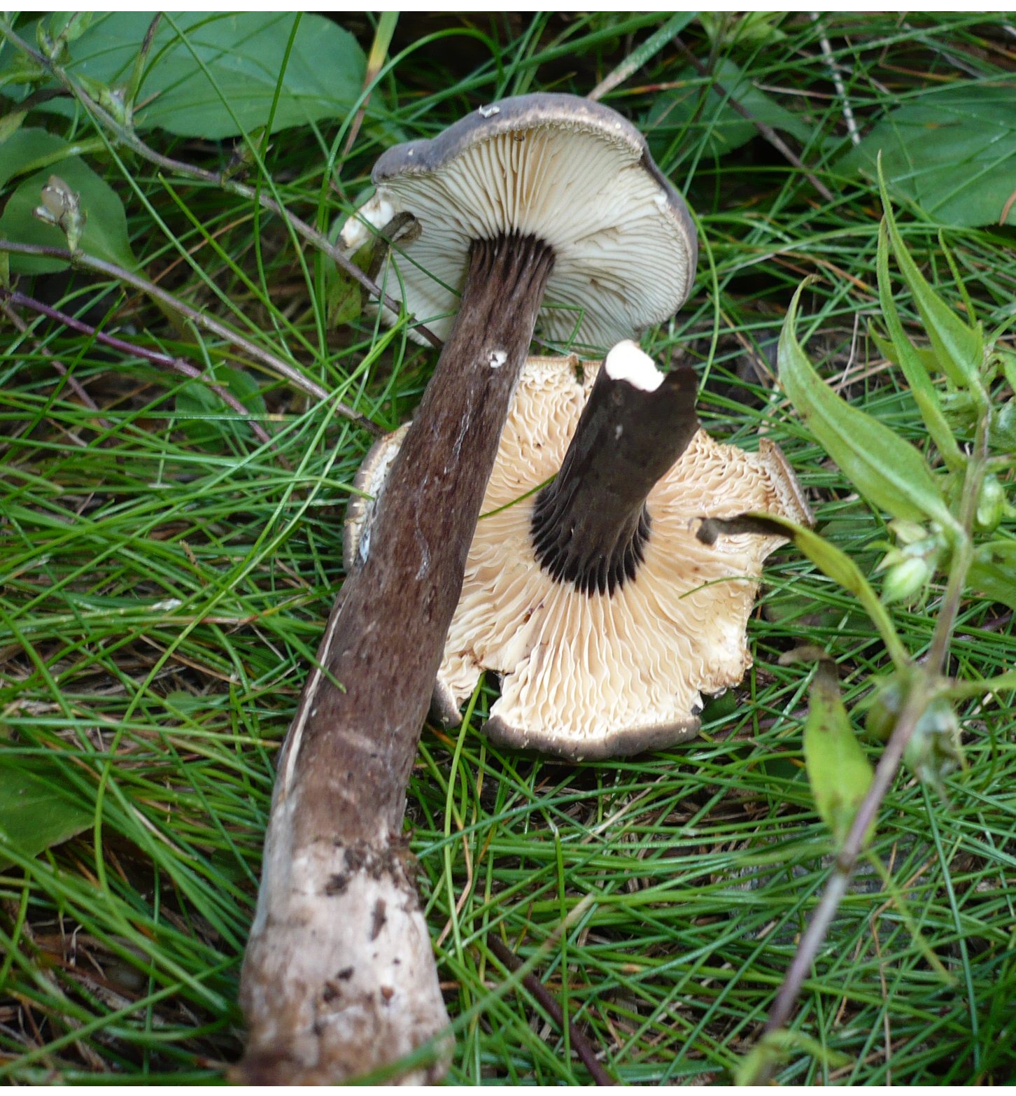 Artfoto von Mohrenkopf-Milchling aus dem Pilzkatalog