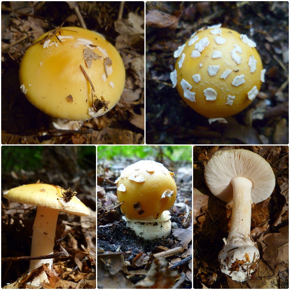 Artfoto von Narzissengelber Wulstling aus dem Pilzkatalog