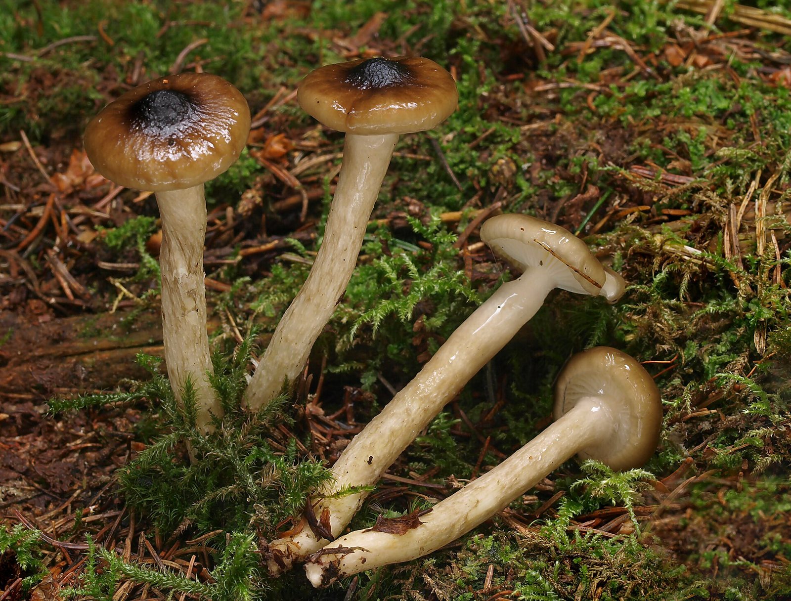 Artfoto von Natternstieliger Schneckling aus dem Pilzkatalog