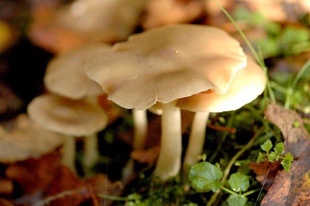 Artfoto von Niedergedrückter Rötling aus dem Pilzkatalog