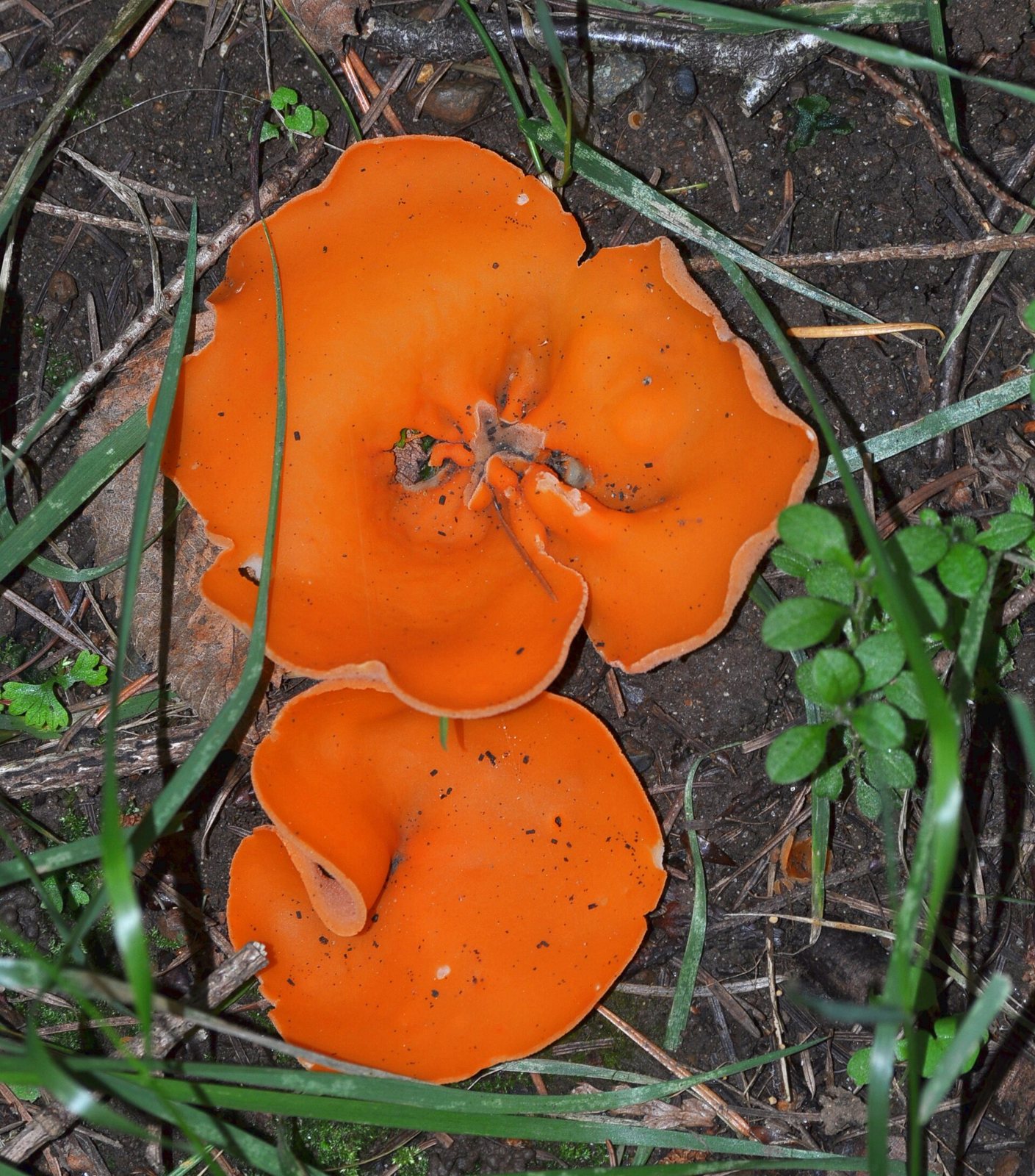 Artfoto von Orangebecherling aus dem Pilzkatalog