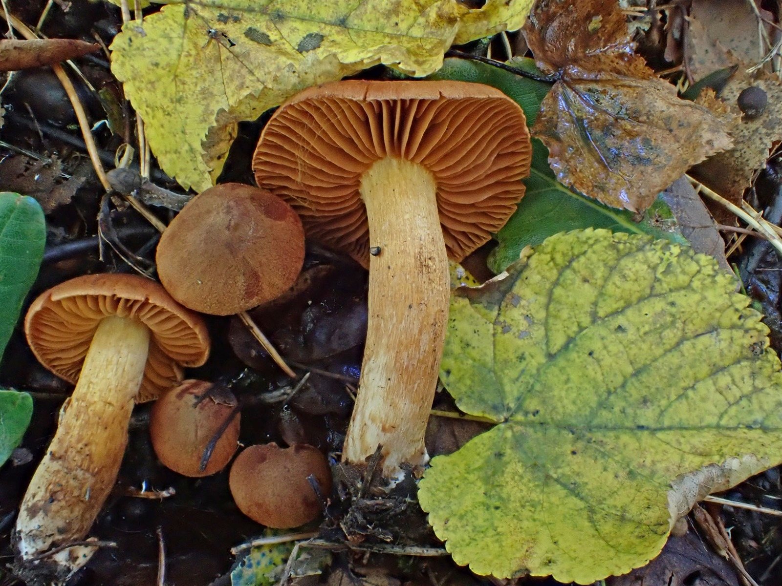 Artfoto von Orangefuchsiger Raukopf aus dem Pilzkatalog