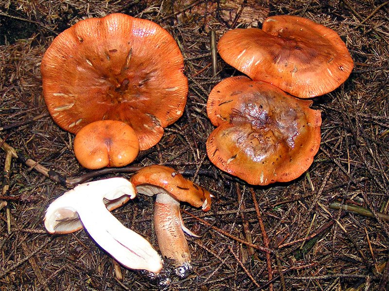 Artfoto von Orangeroter Ritterling aus dem Pilzkatalog