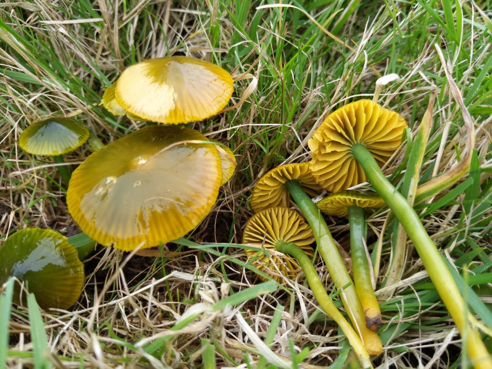 Artfoto von Papageiensaftling aus dem Pilzkatalog