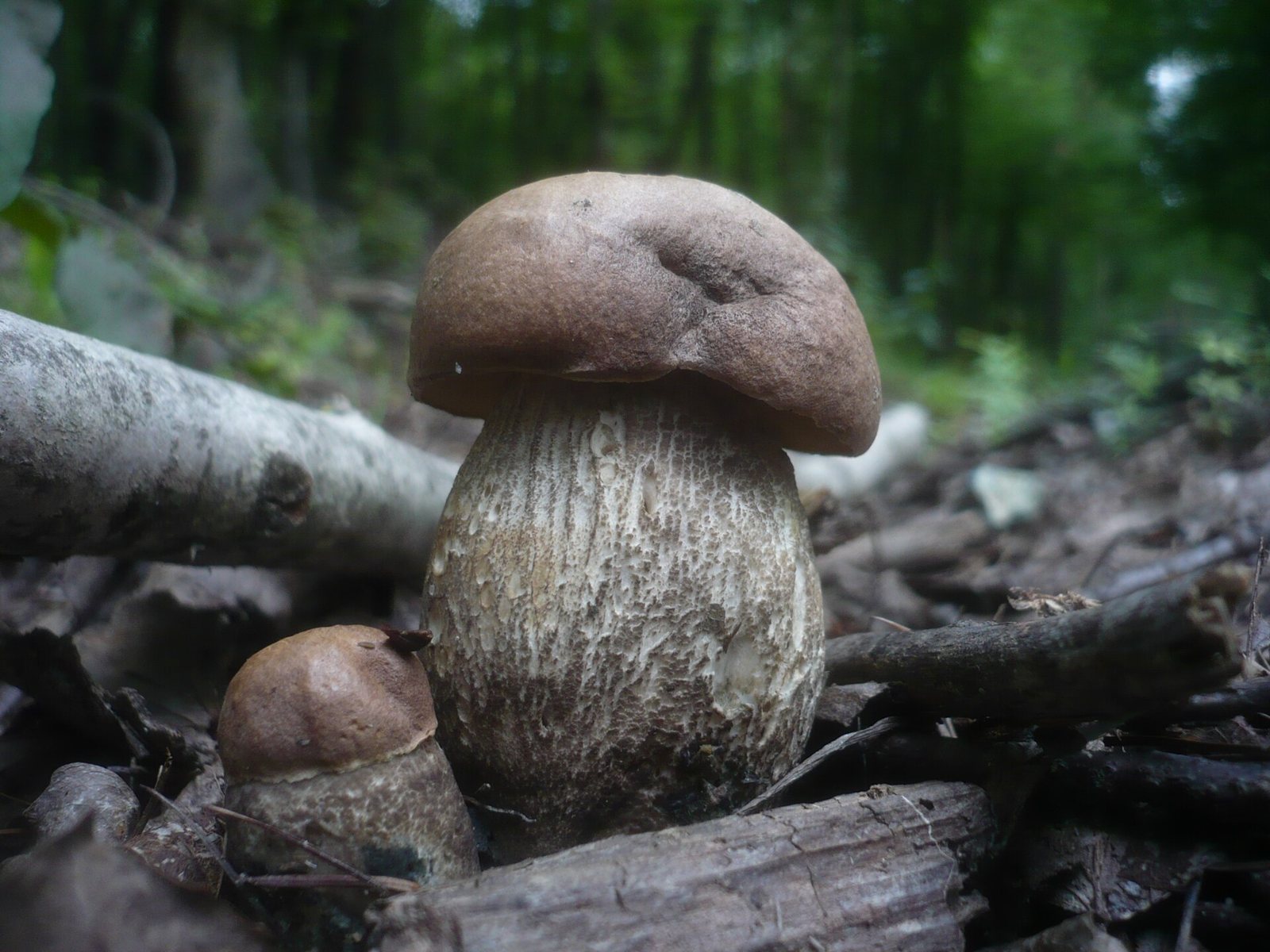 Artfoto von Pappel-Raufuß aus dem Pilzkatalog
