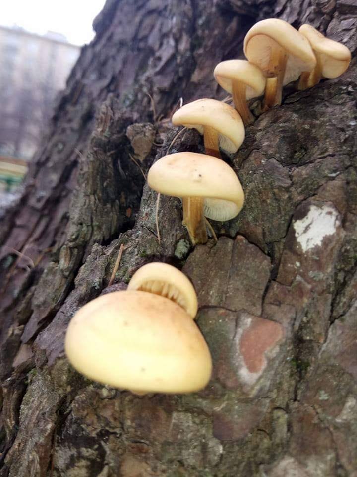 Artfoto von Pappel-Samtfußrübling aus dem Pilzkatalog