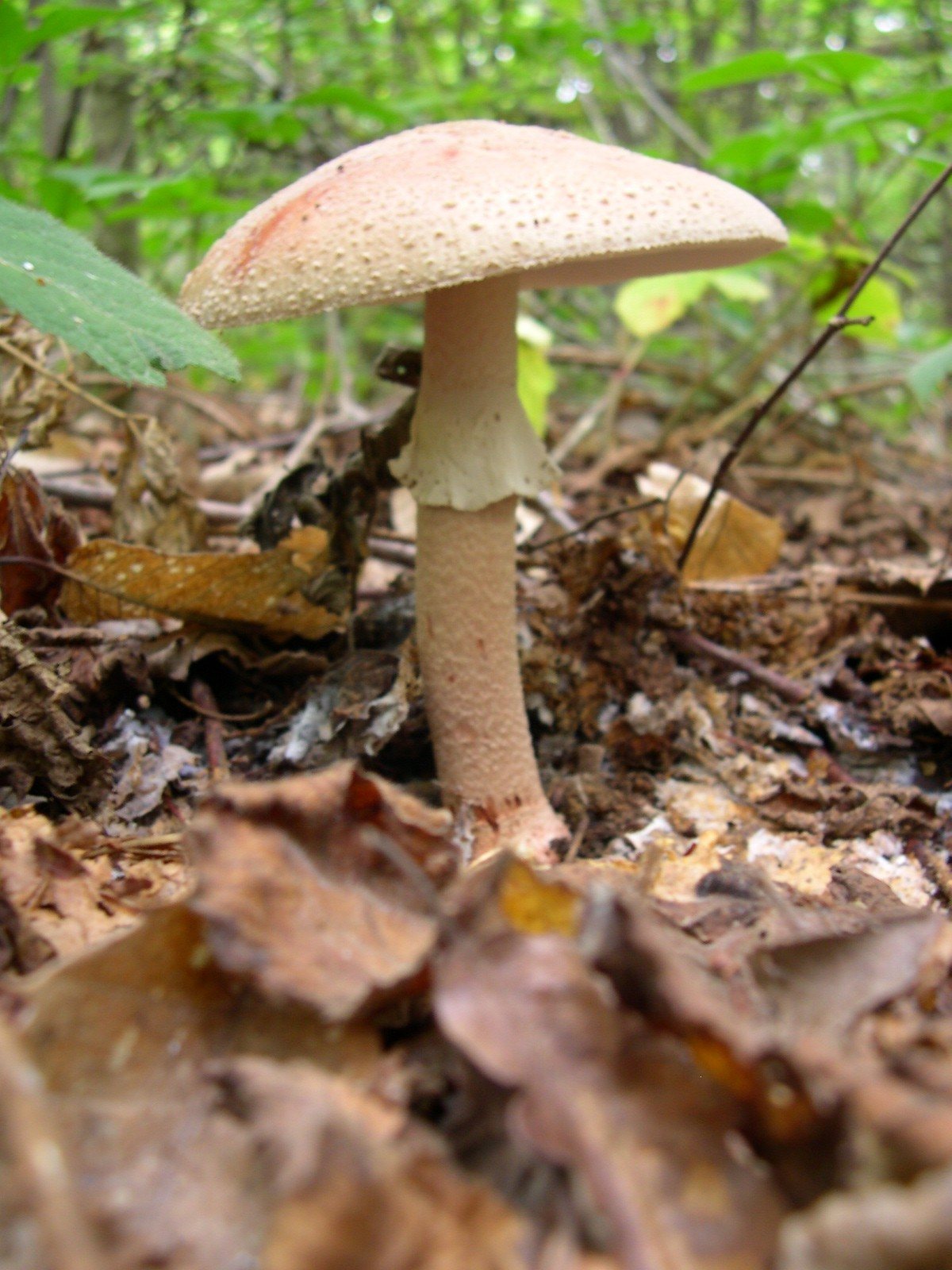 Artfoto von Perlpilz aus dem Pilzkatalog