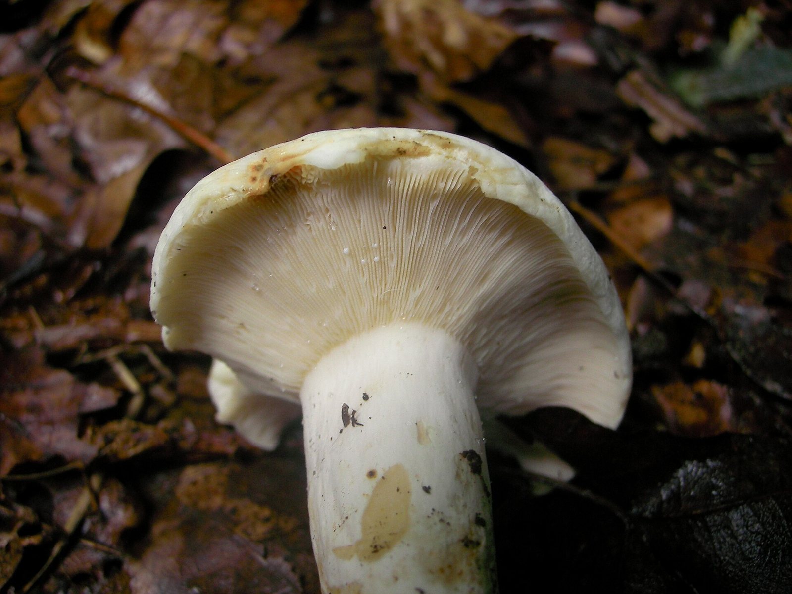 Artfoto von Pfeffermilchling aus dem Pilzkatalog