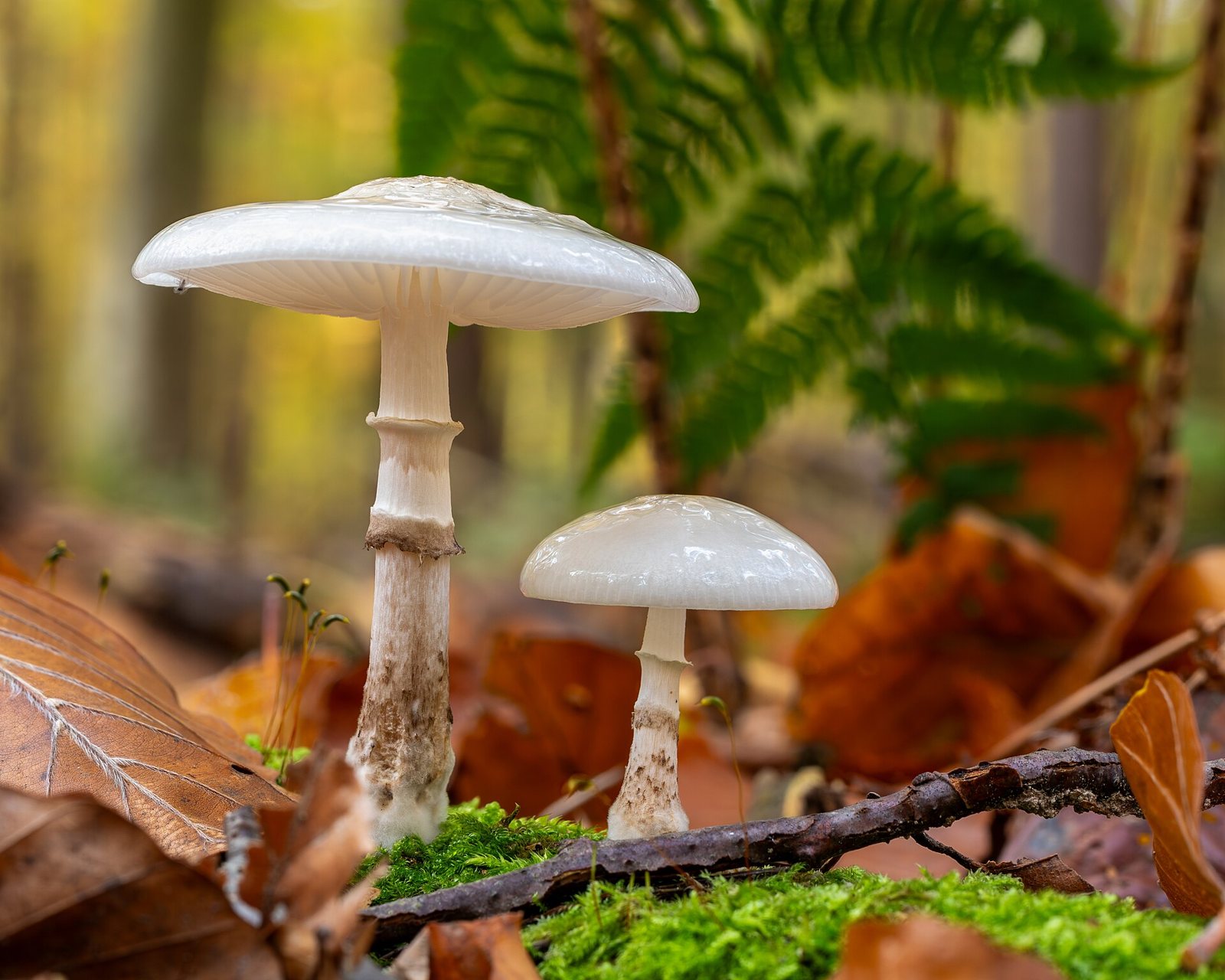 Artfoto von Porzellanrübling aus dem Pilzkatalog