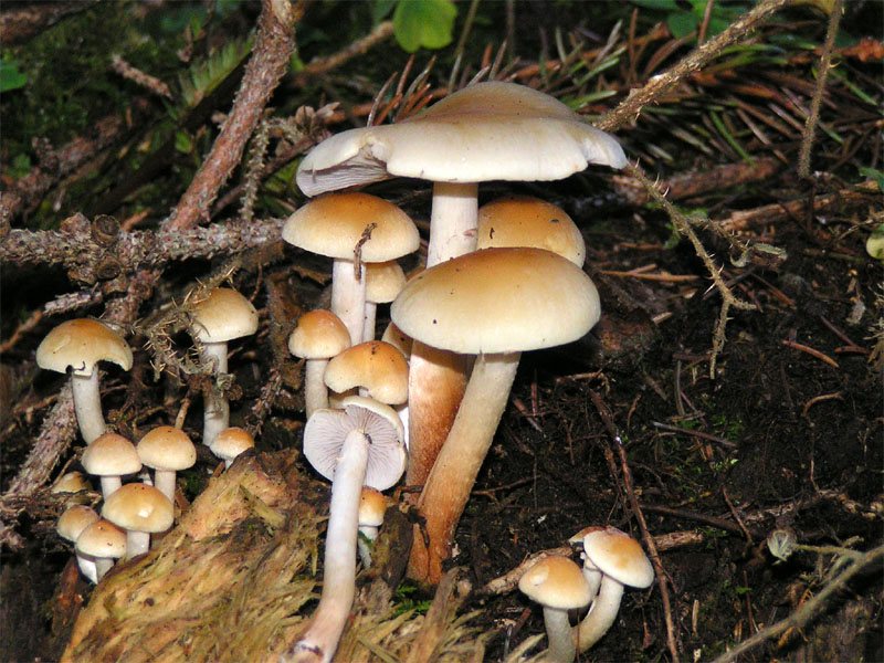 Artfoto von Rauchblättriger Schwefelkopf aus dem Pilzkatalog