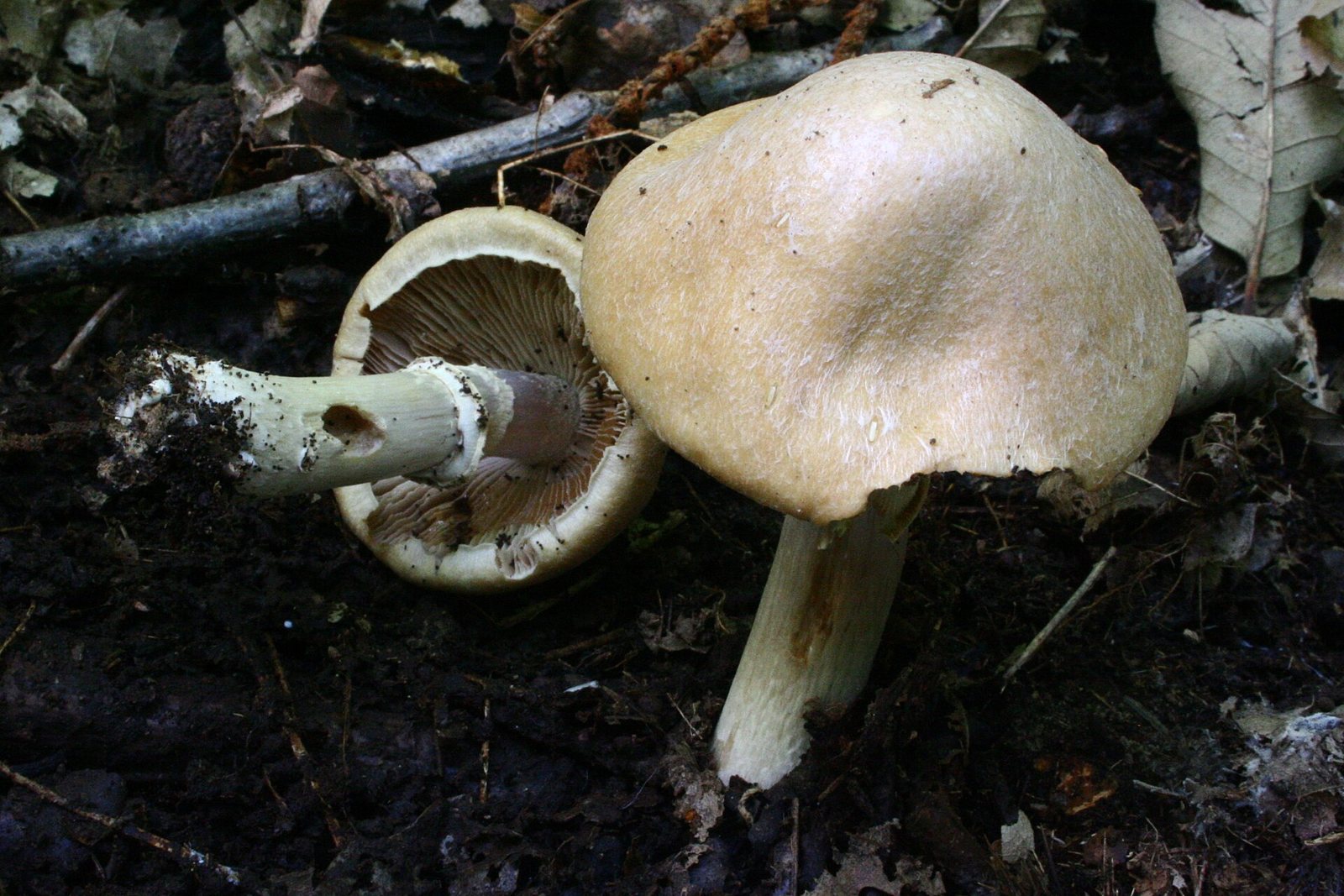 Artfoto von Reifpilz aus dem Pilzkatalog