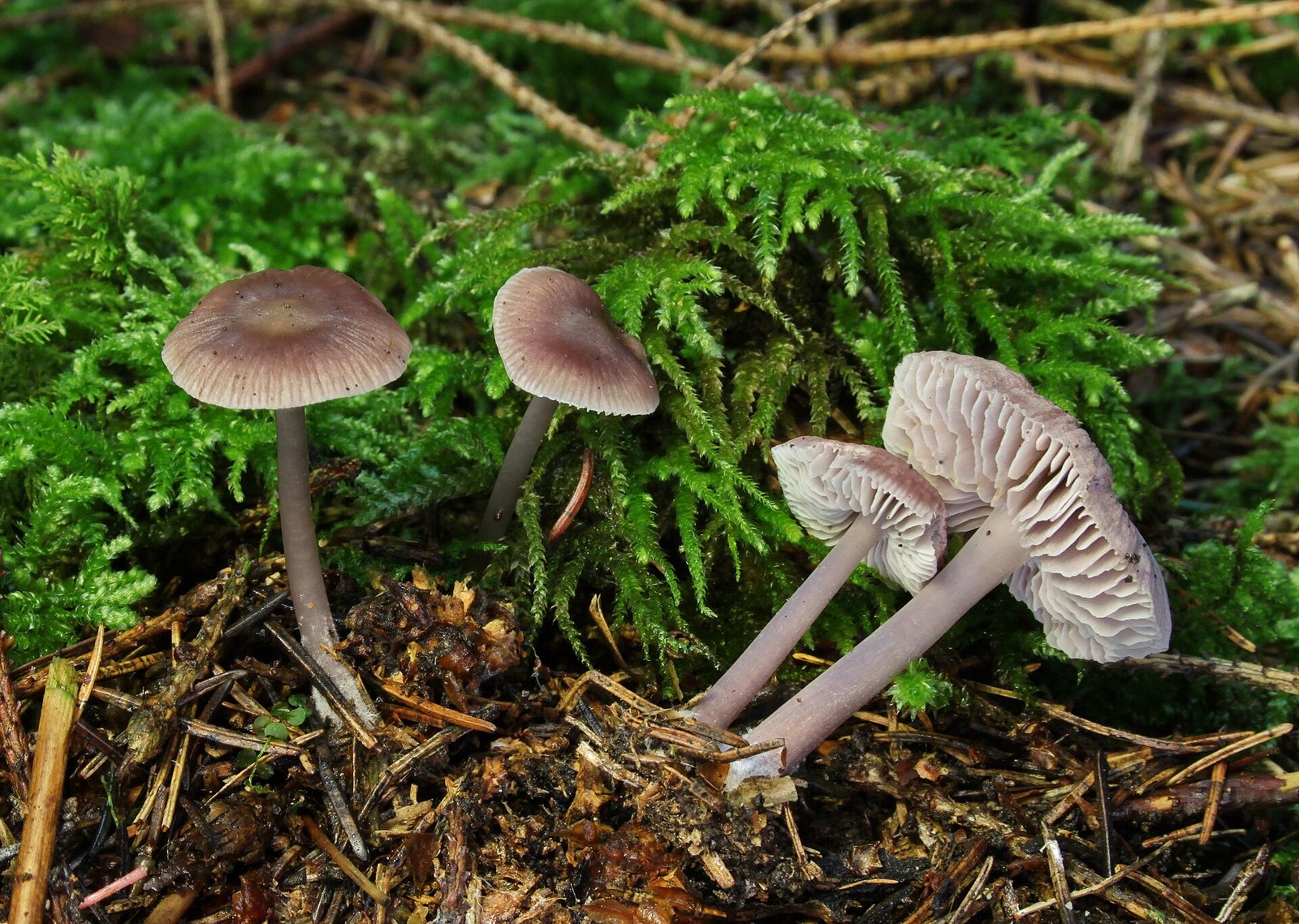 Artfoto von Rettichhelmling aus dem Pilzkatalog