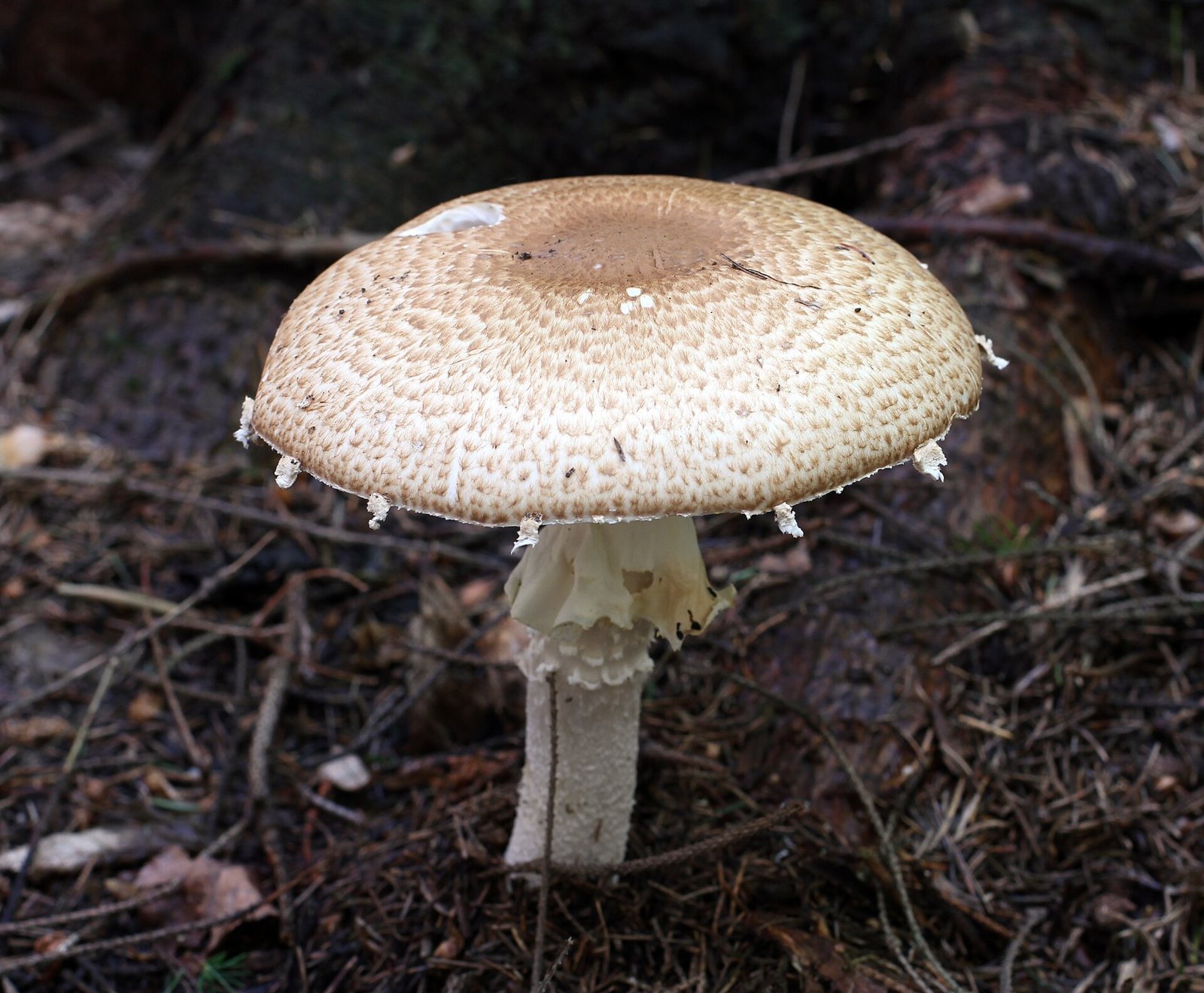 Artfoto von Riesen-Champignon aus dem Pilzkatalog