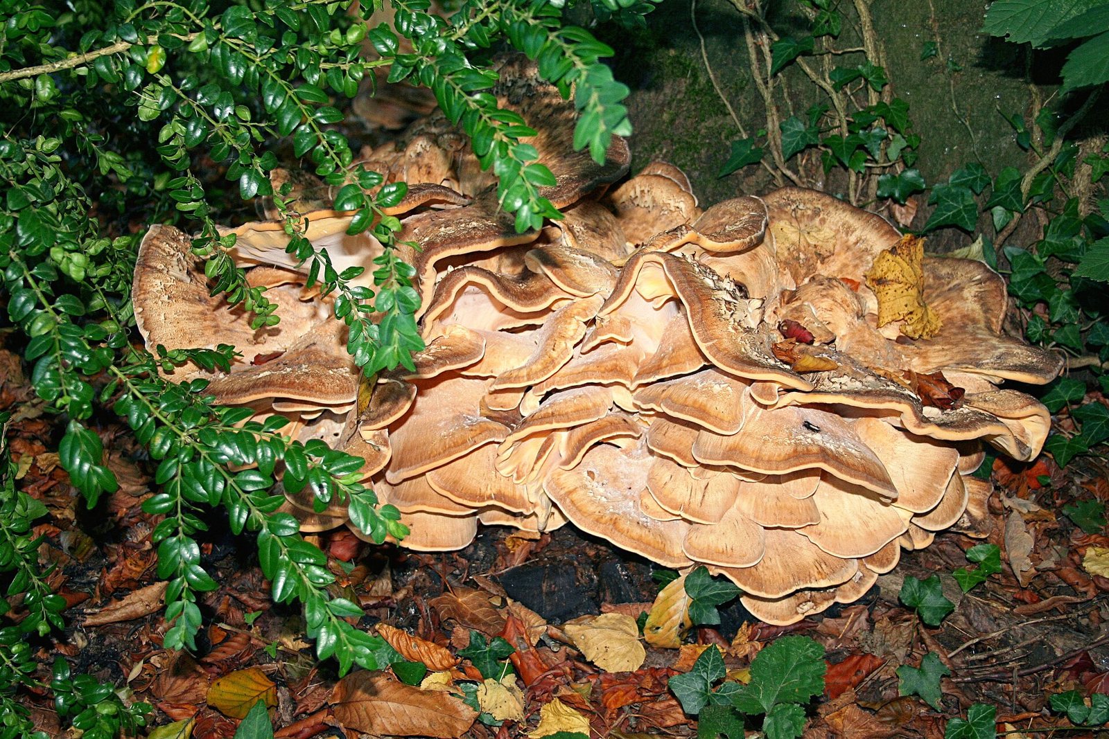 Artfoto von Riesenporling aus dem Pilzkatalog