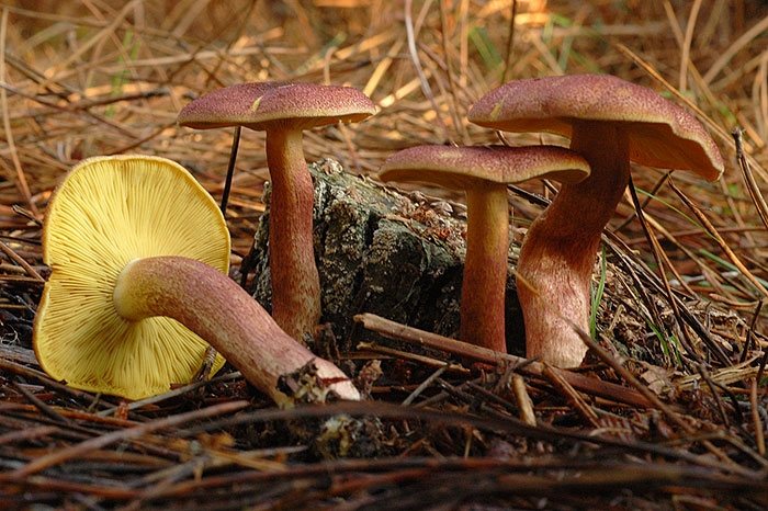 Artfoto von Rötlicher Holzritterling aus dem Pilzkatalog