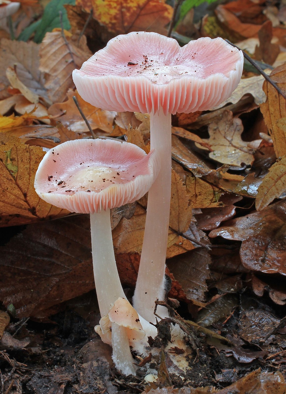 Artfoto von Rosa Rettichhelmling aus dem Pilzkatalog