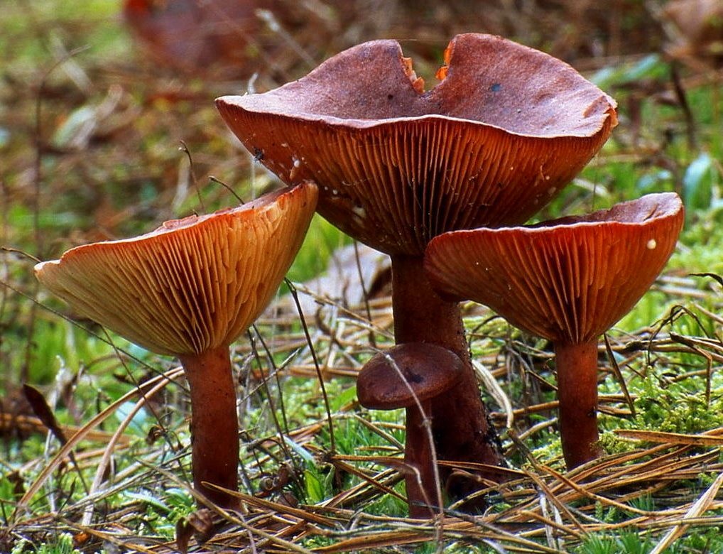 Artfoto von Rotbrauner Milchling aus dem Pilzkatalog