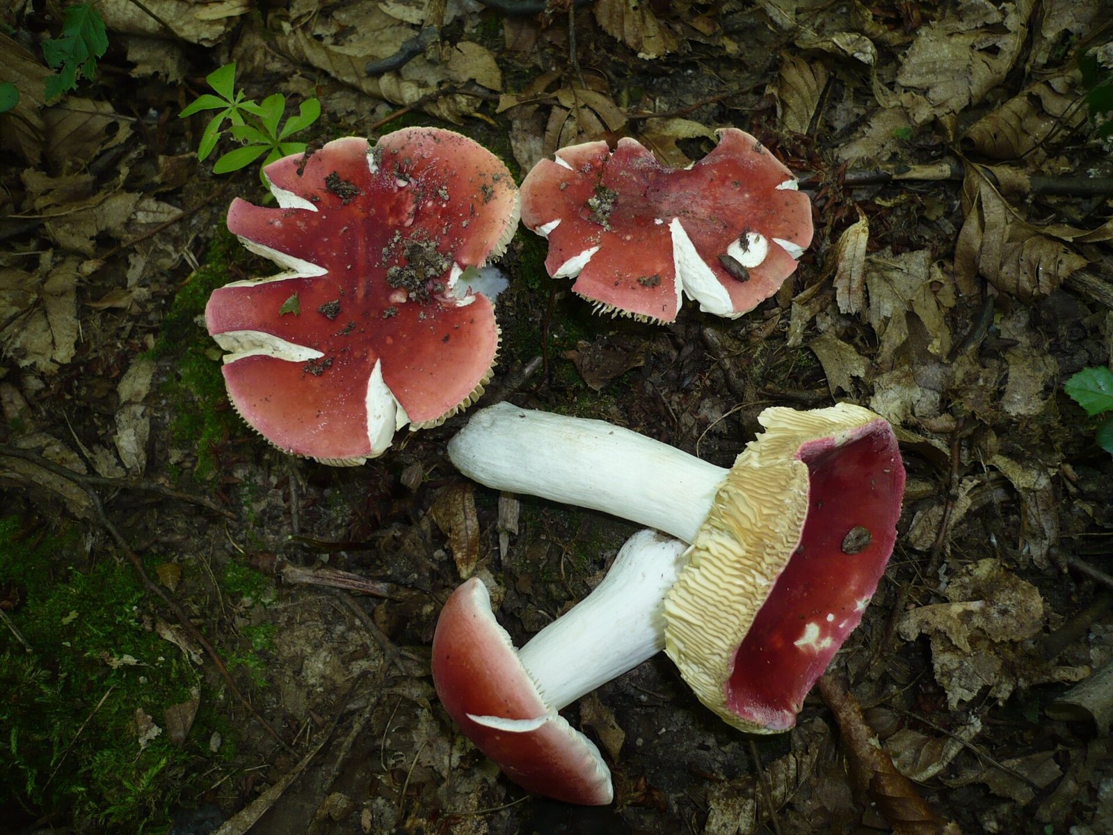 Artfoto von Roter Täubling aus dem Pilzkatalog