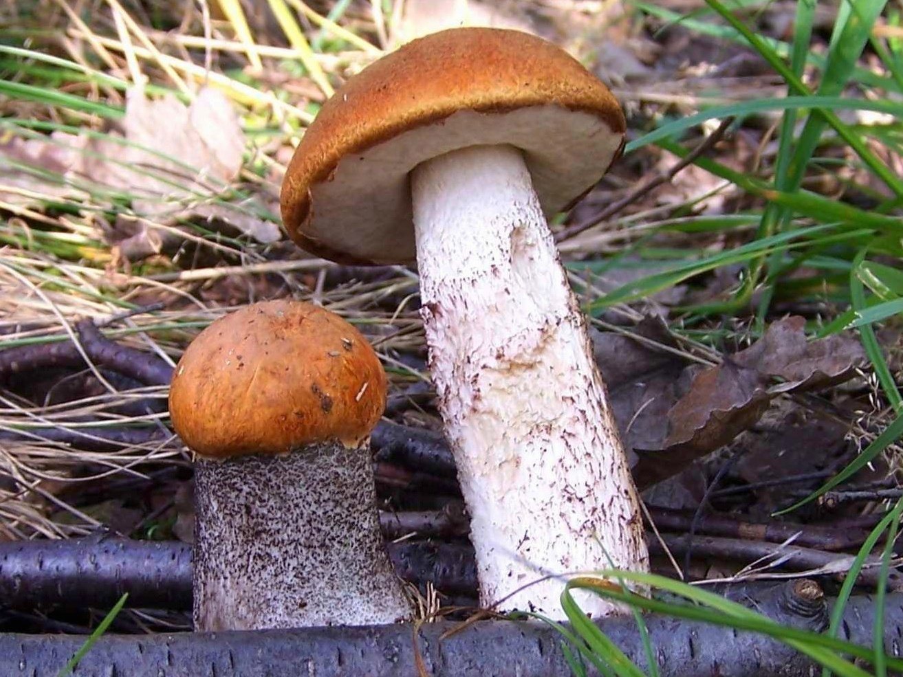 Artfoto von Rotkappe aus dem Pilzkatalog