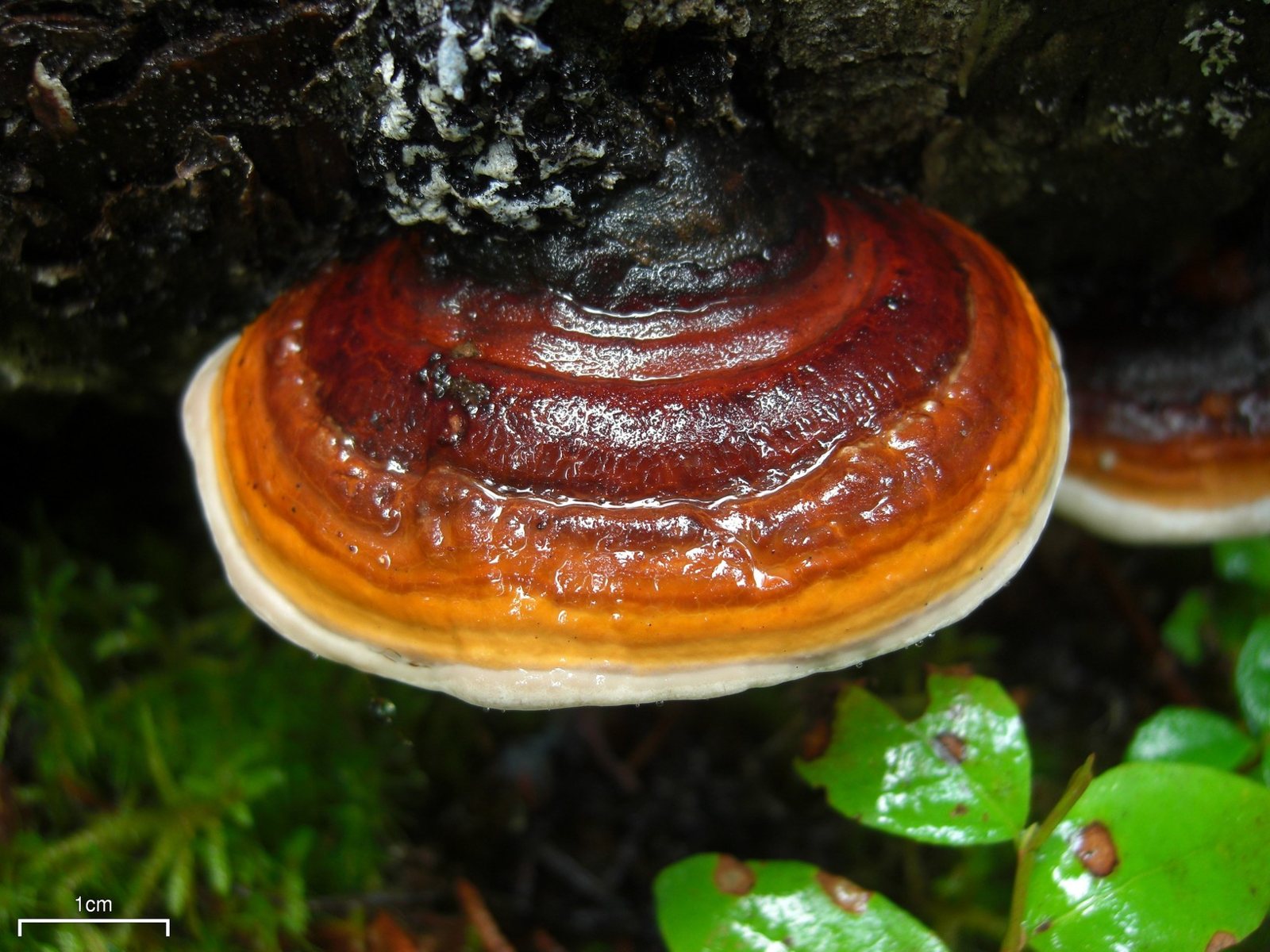 Artfoto von Rotrandiger Baumschwamm aus dem Pilzkatalog