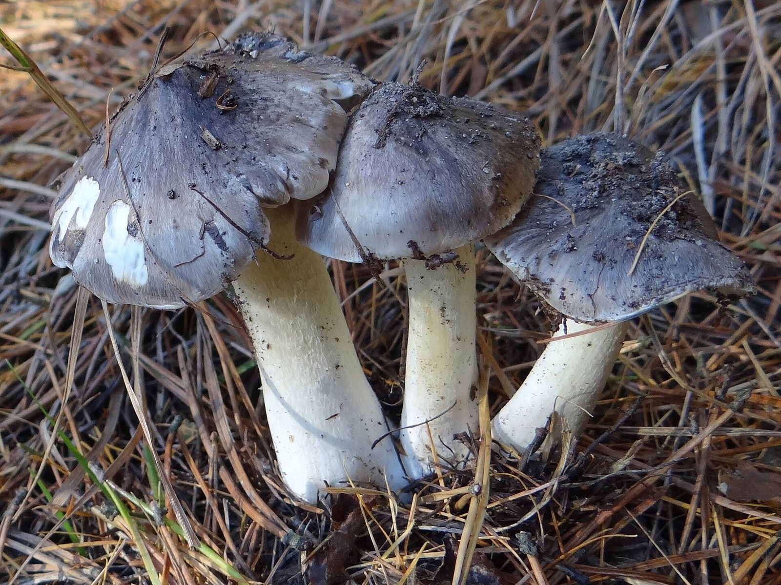 Artfoto von Rußkopf aus dem Pilzkatalog