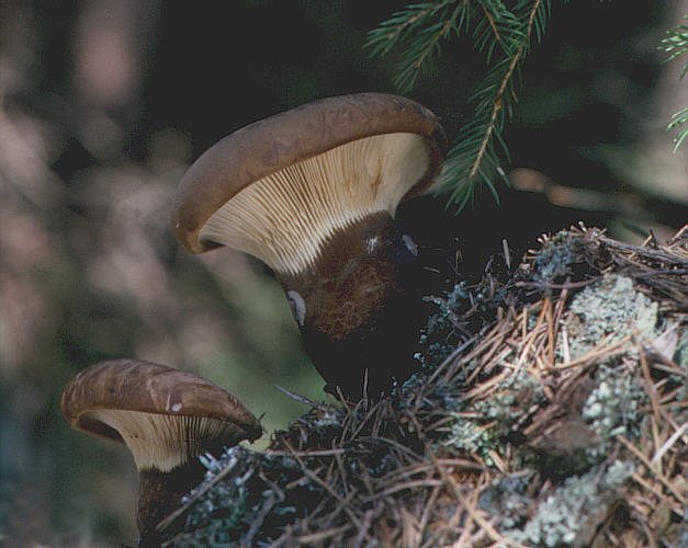 Artfoto von Samtfußkrempling aus dem Pilzkatalog