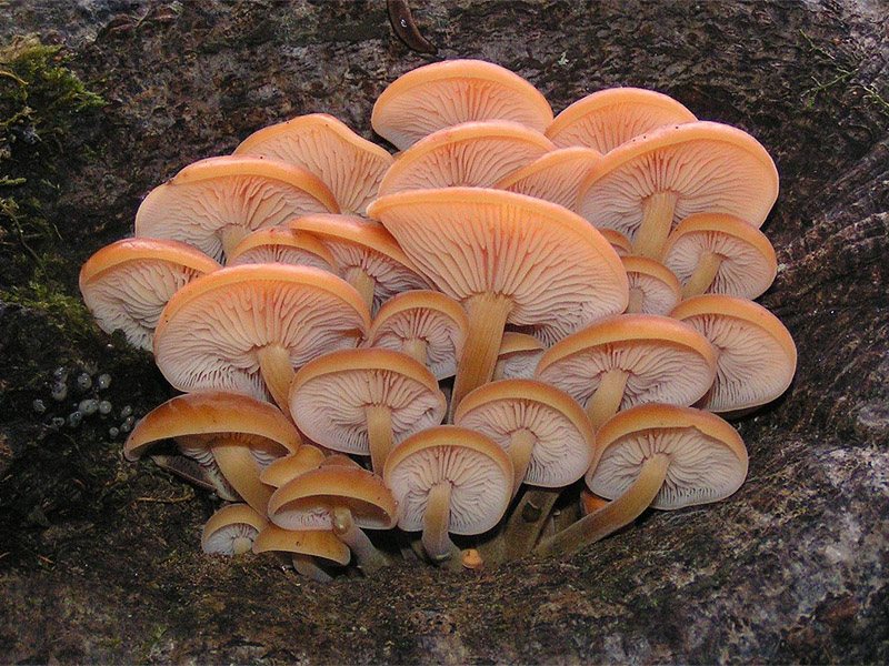 Artfoto von Samtfußrübling aus dem Pilzkatalog
