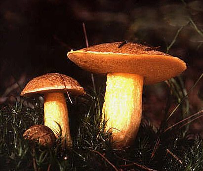 Artfoto von Sandröhrling aus dem Pilzkatalog