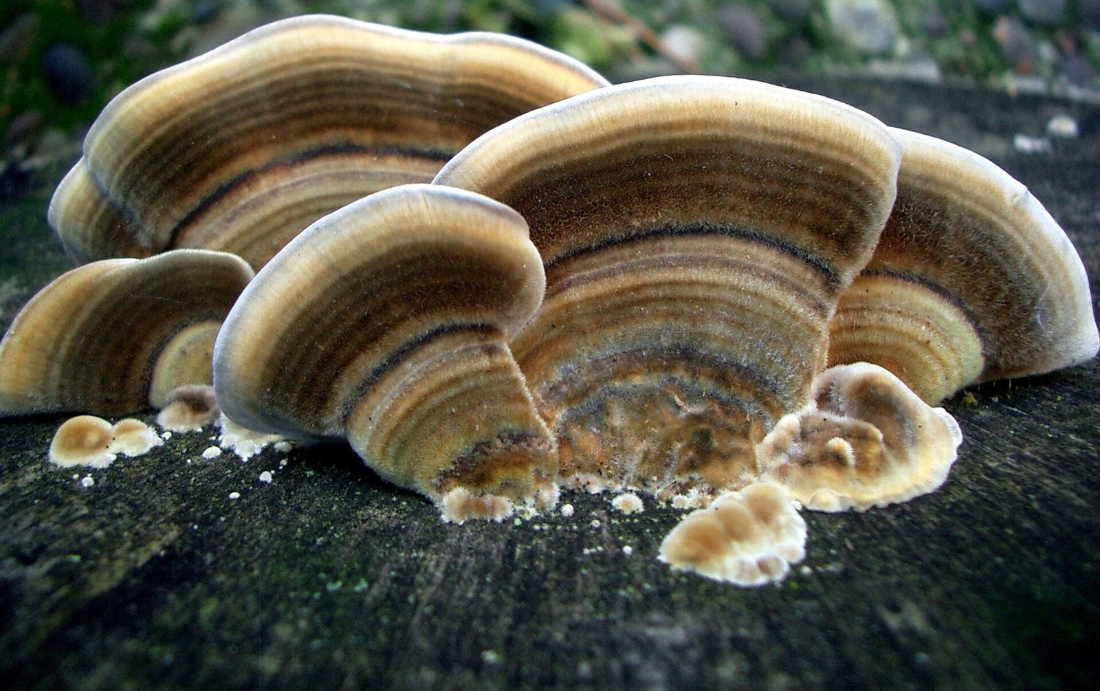 Artfoto von Schmetterlingstramete aus dem Pilzkatalog