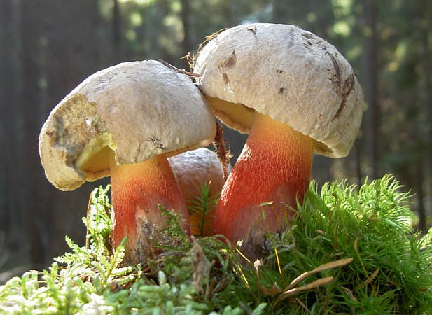 Artfoto von Schönfußröhrling aus dem Pilzkatalog