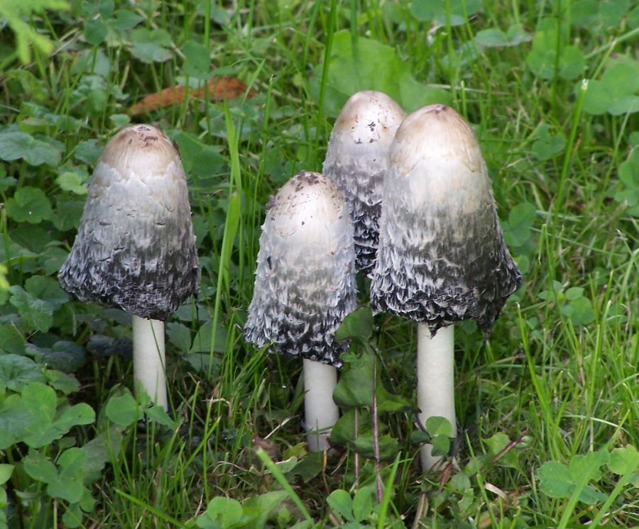 Artfoto von Schopftintling aus dem Pilzkatalog