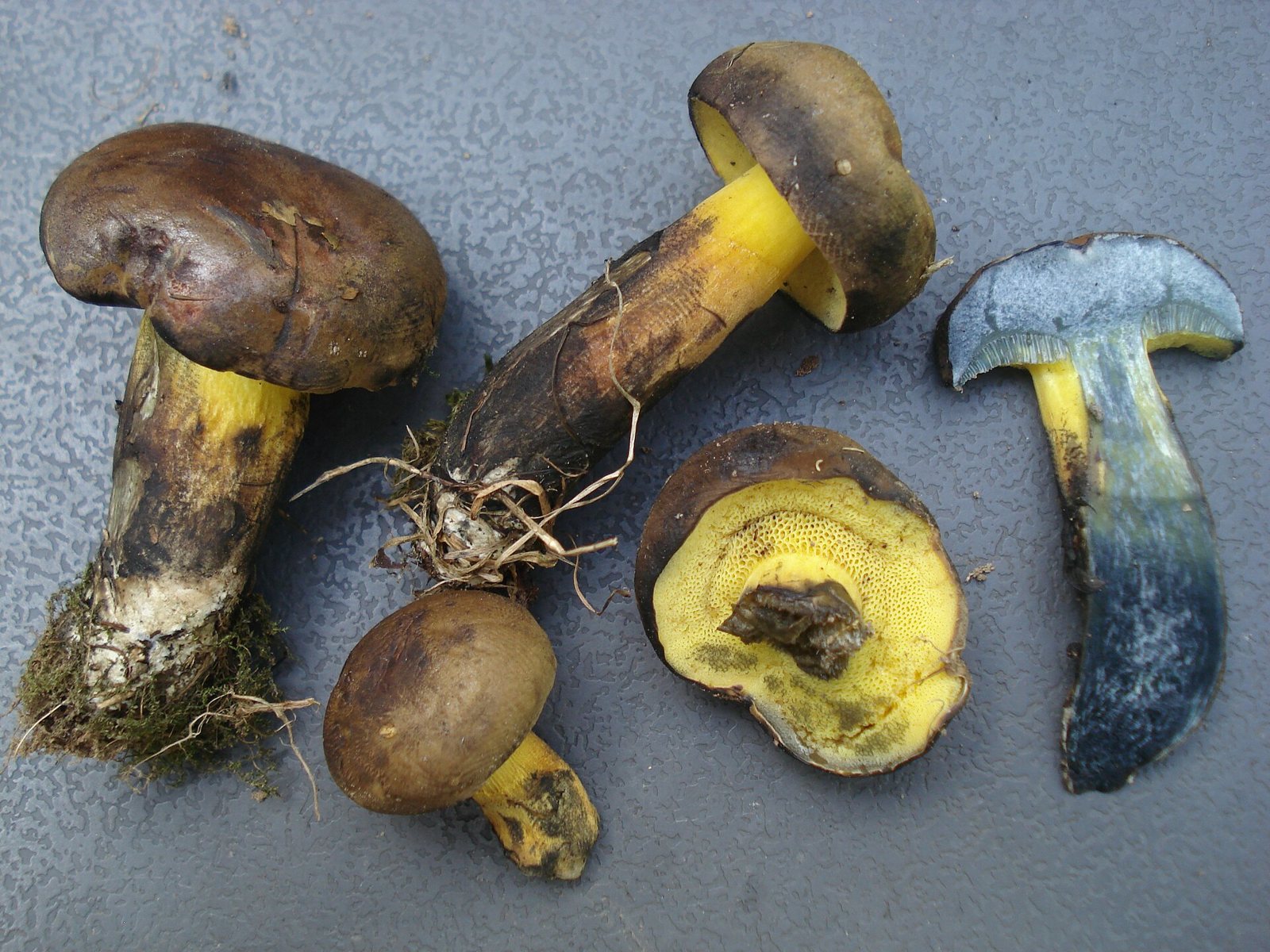 Artfoto von Schwarzblauender Röhrling aus dem Pilzkatalog