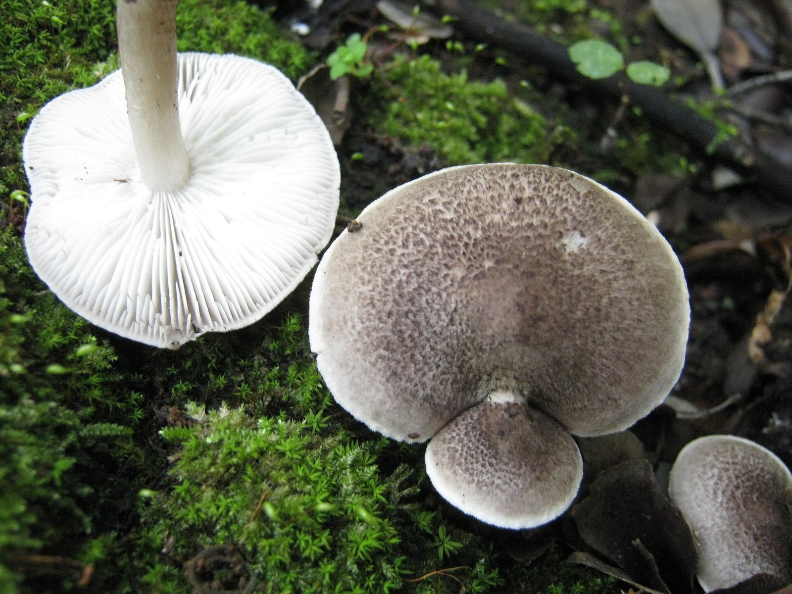 Artfoto von Schwarzschuppiger Ritterling aus dem Pilzkatalog