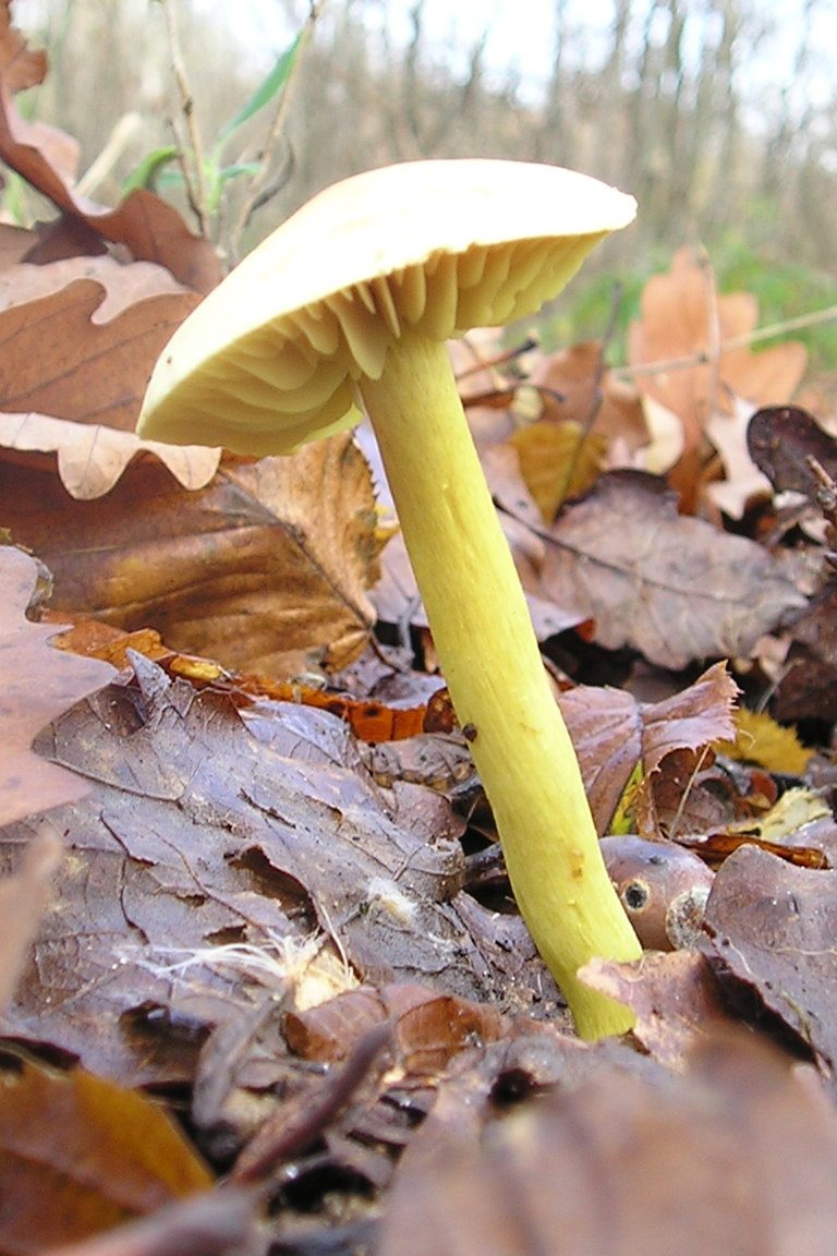 Artfoto von Schwefelritterling aus dem Pilzkatalog