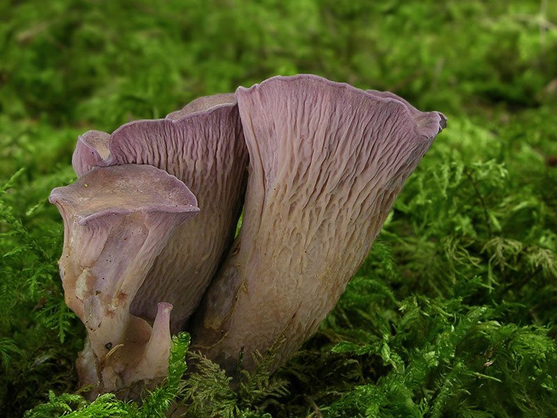 Artfoto von Schweinsohr aus dem Pilzkatalog