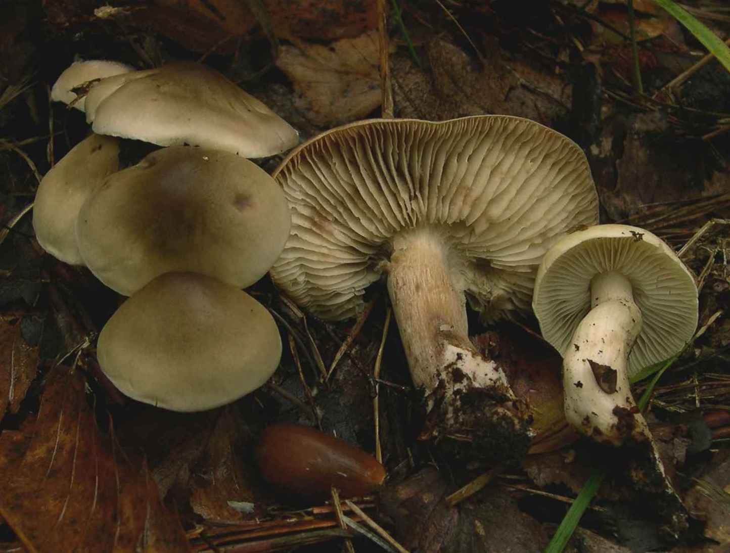Artfoto von Seifenritterling aus dem Pilzkatalog