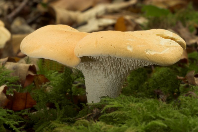 Artfoto von Semmelstoppelpilz aus dem Pilzkatalog