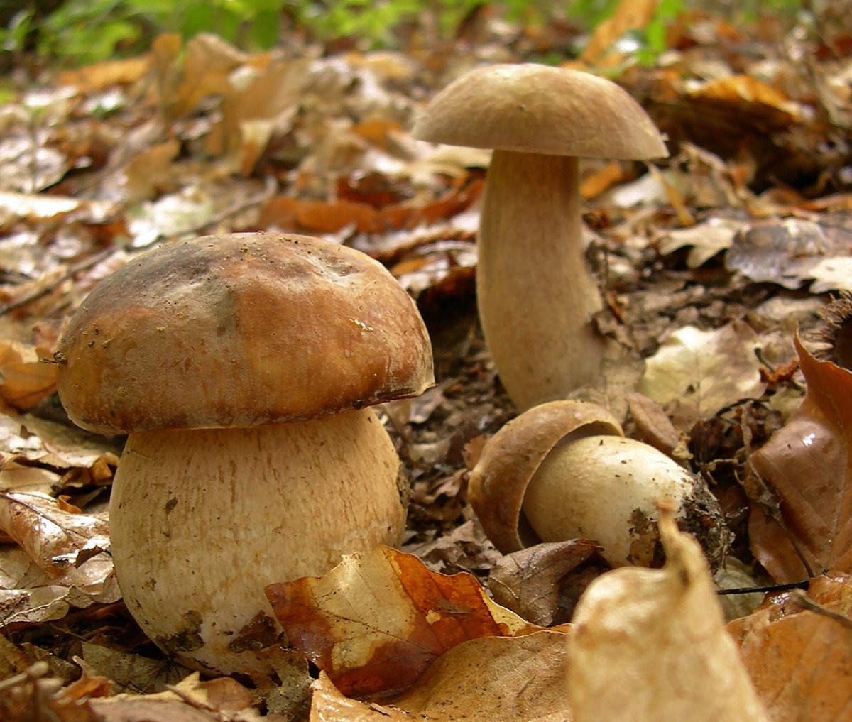 Artfoto von Sommersteinpilz aus dem Pilzkatalog
