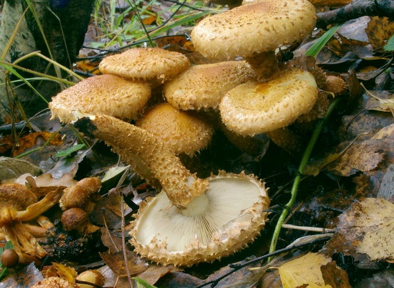 Artfoto von Sparriger Schüppling aus dem Pilzkatalog
