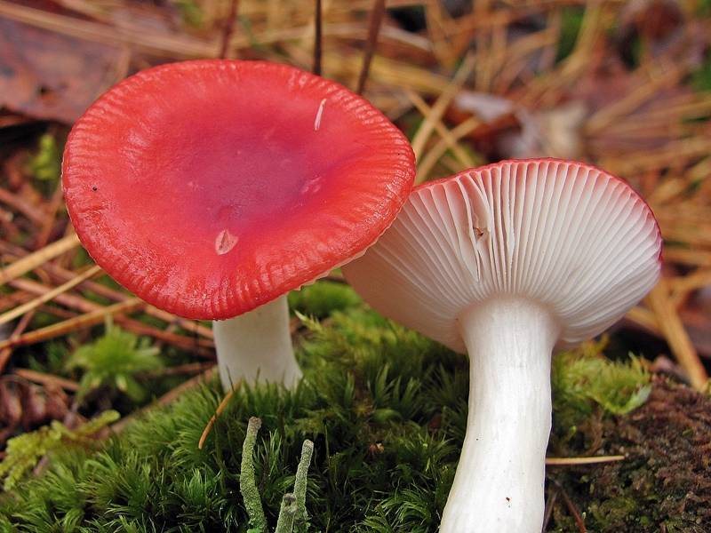 Artfoto von Speitäubling aus dem Pilzkatalog