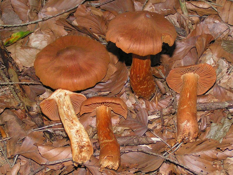 Artfoto von Spitzgebuckelter Raukopf aus dem Pilzkatalog
