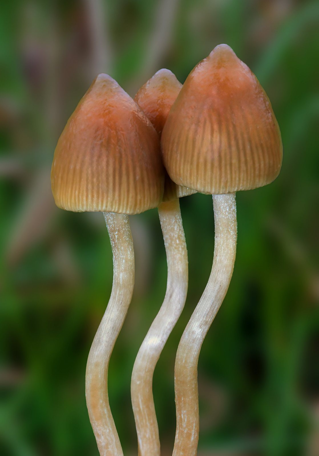 Artfoto von Spitzkegeliger Kahlkopf aus dem Pilzkatalog
