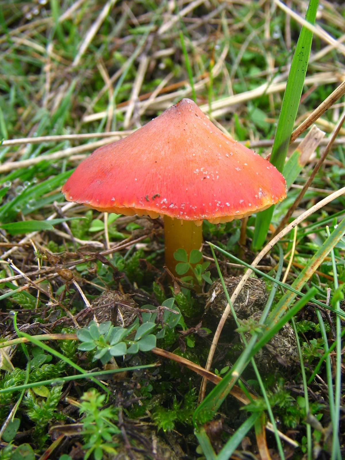 Artfoto von Spitzkegeliger Saftling aus dem Pilzkatalog