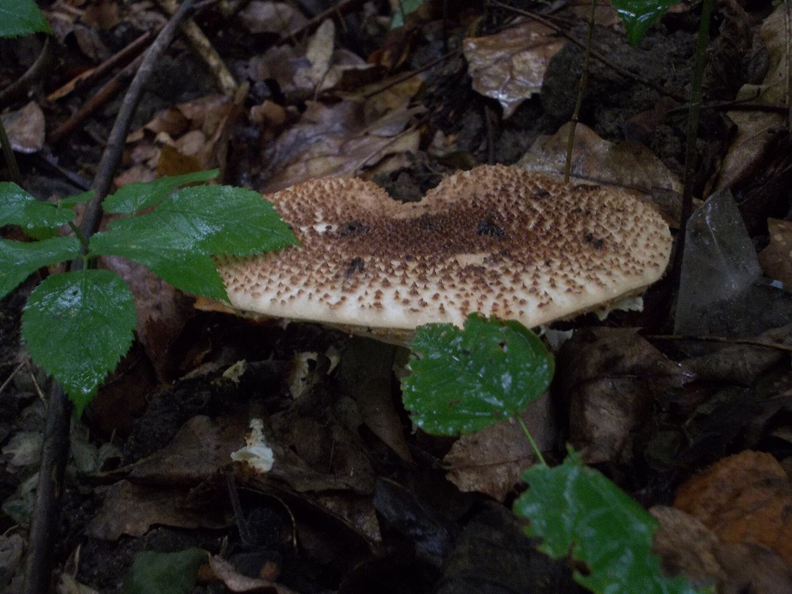Artfoto von Spitzschuppiger Schirmling aus dem Pilzkatalog