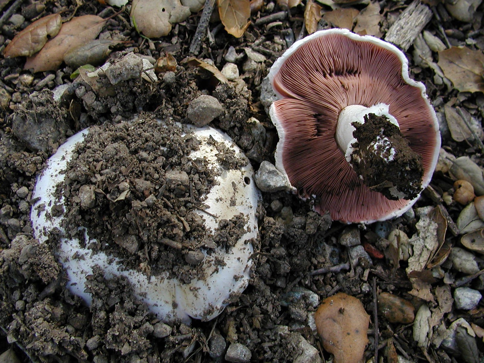 Artfoto von Stadtchampignon aus dem Pilzkatalog