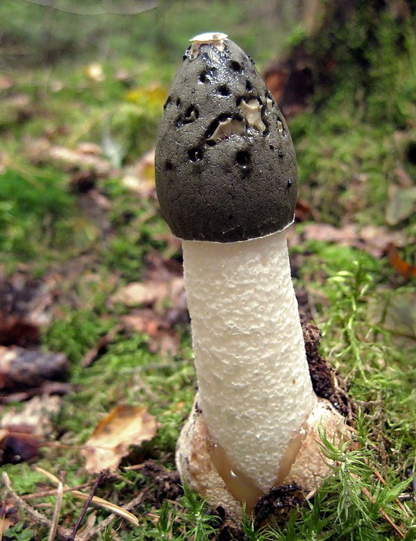 Artfoto von Stinkmorchel aus dem Pilzkatalog